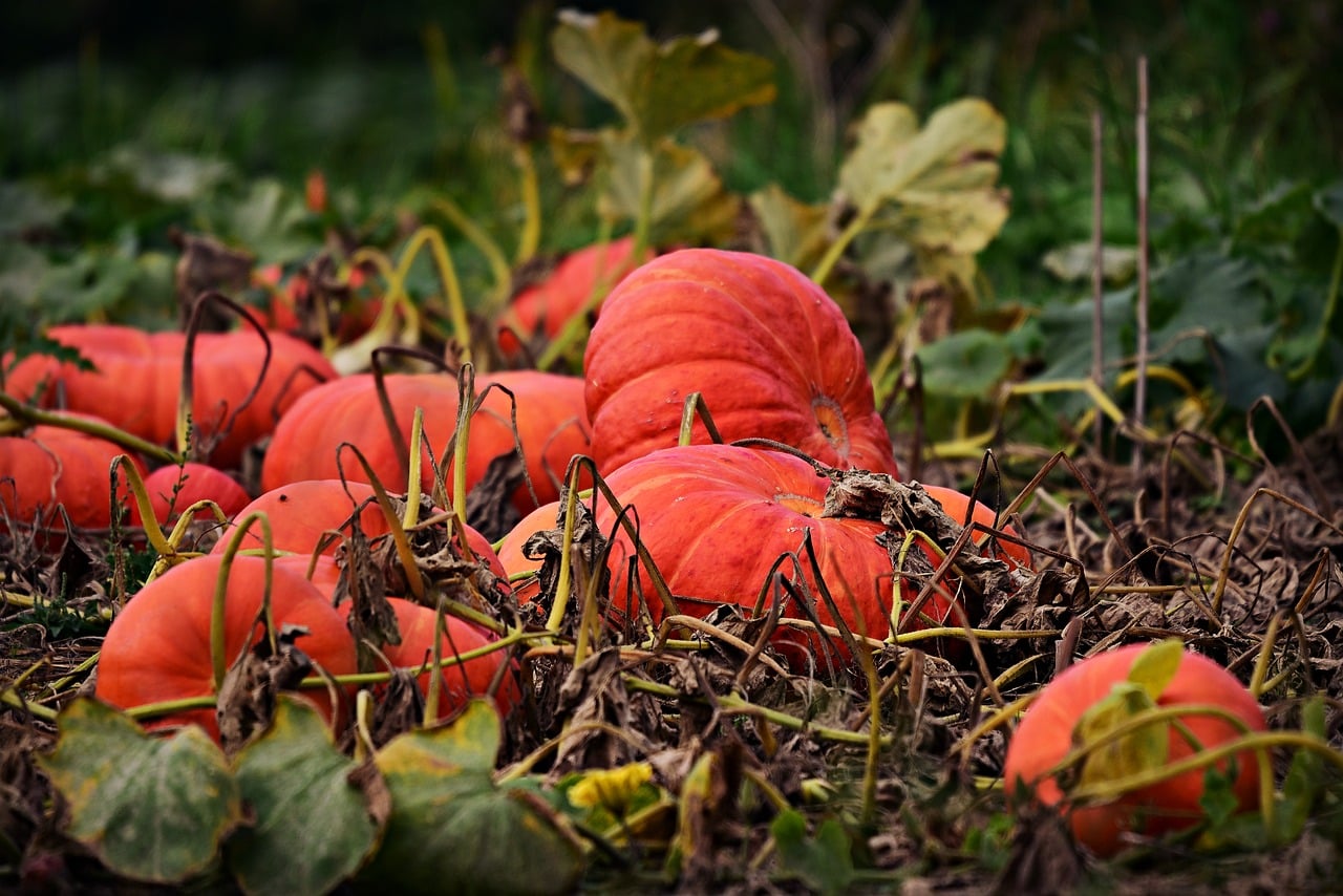 pumpkins in vegetable garden