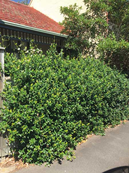 Before hedging