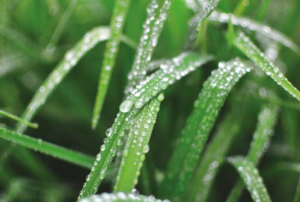 LAWN-CARE—WATERING Lawn care - watering