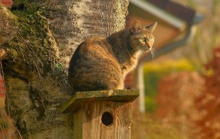 How to Keep Cats Out of the Garden