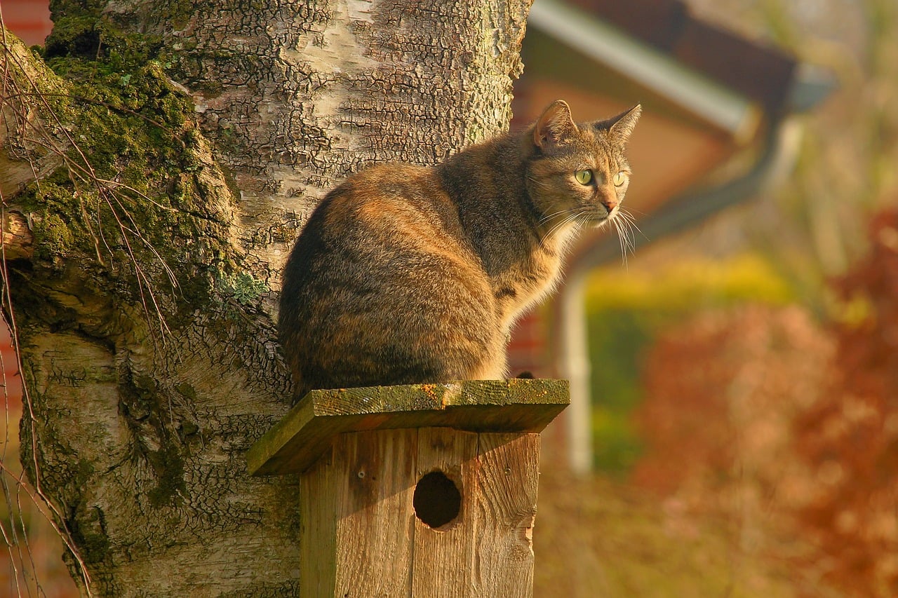 7 Easy Ways How To Keep Cats Out Of The Garden