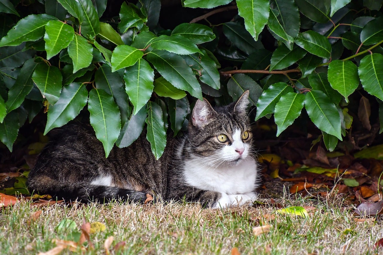 7 Easy Ways to Keep Cats Out of the Garden