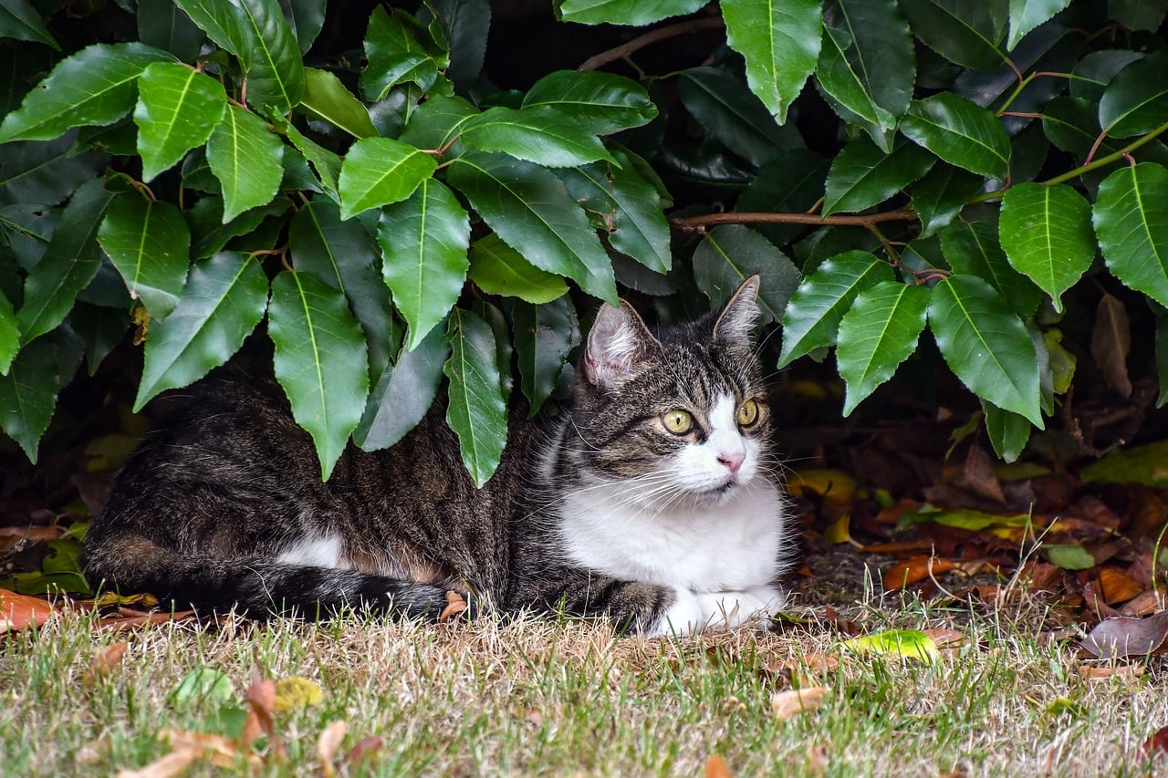 7 Easy Ways How To Keep Cats Out Of The Garden