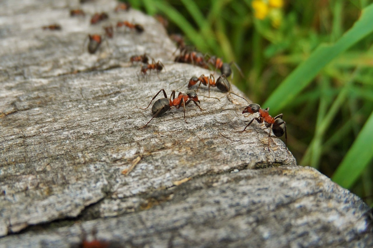 How To Get Rid Of Ants In The Garden