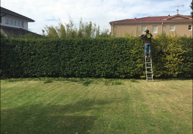 hedge-trimming-rosebay
