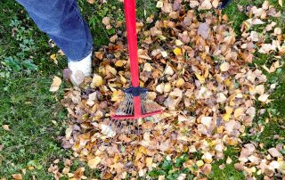 garden cleanup tips