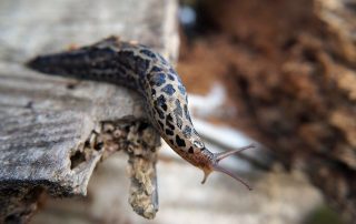 how to get rid of garden slugs