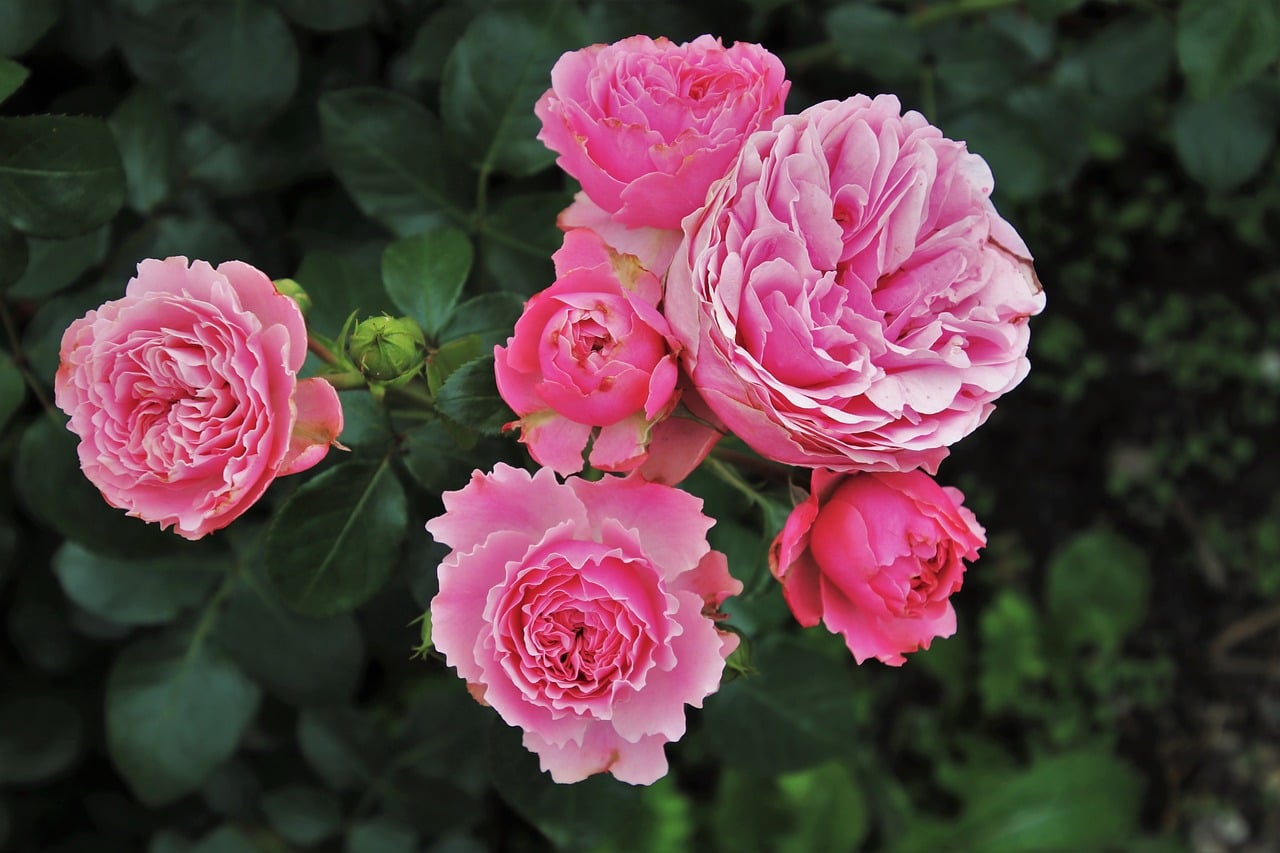 How To Grow Your Very Own Rose Garden Garden R