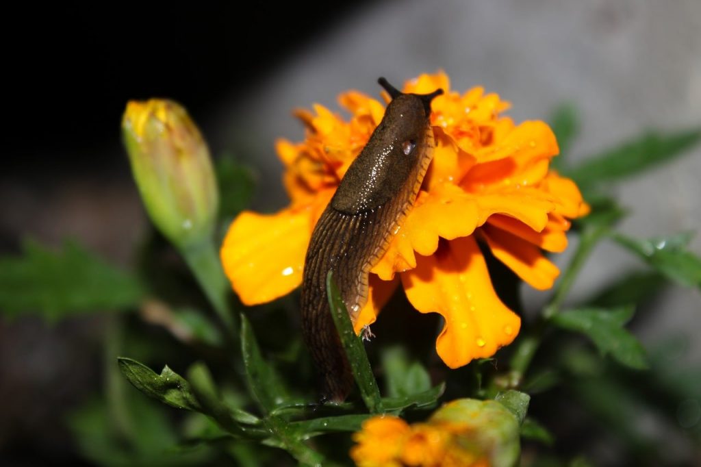 slug in the garden