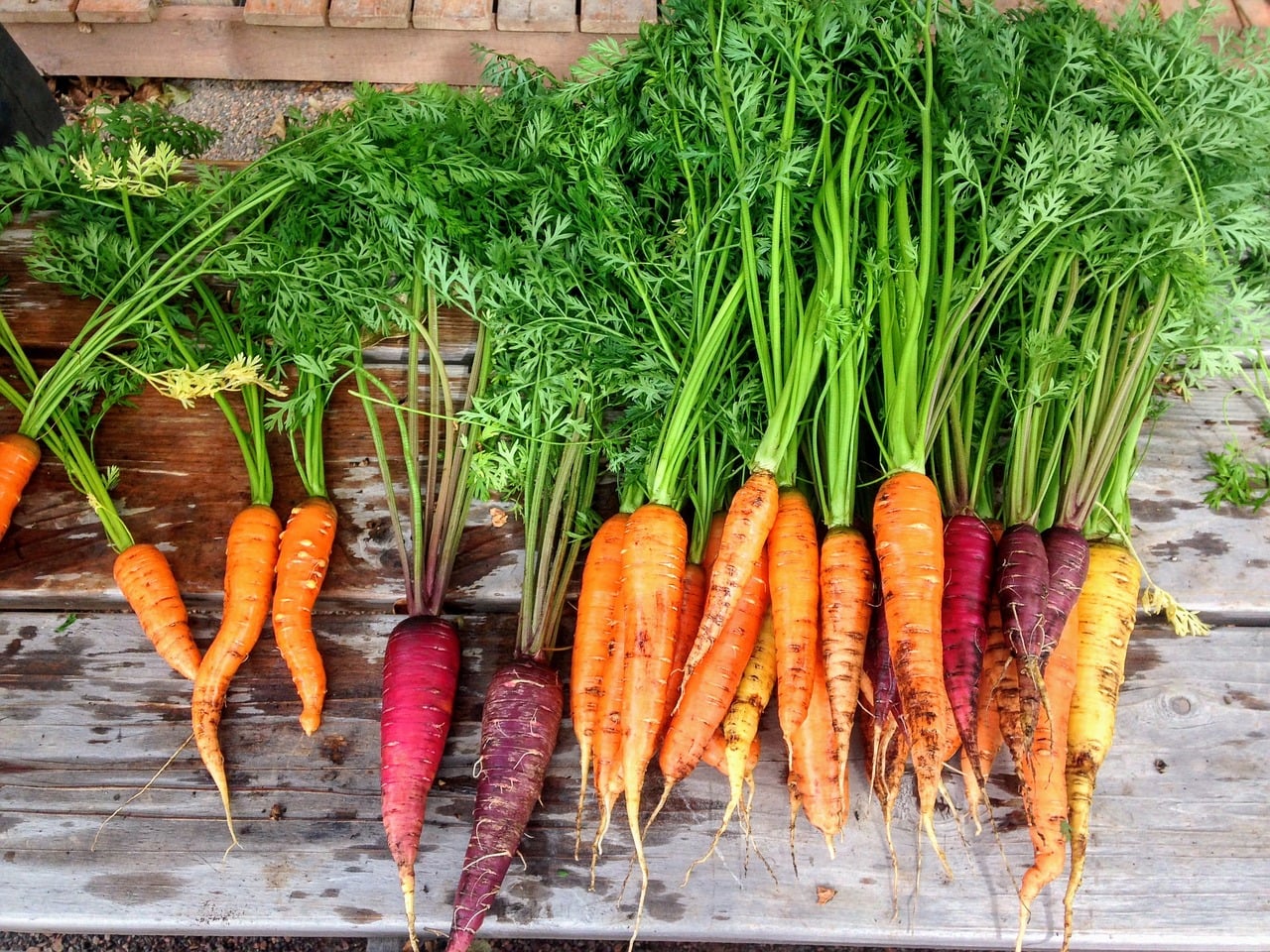 carrots in vegetable garden