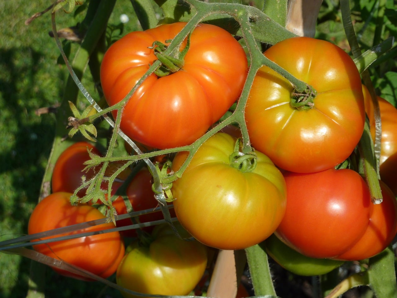 tomatoes in vegetable garden