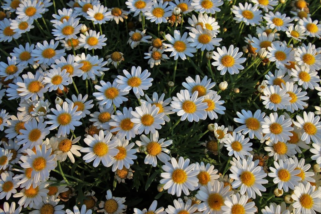 Chamomile wild flowers in garden