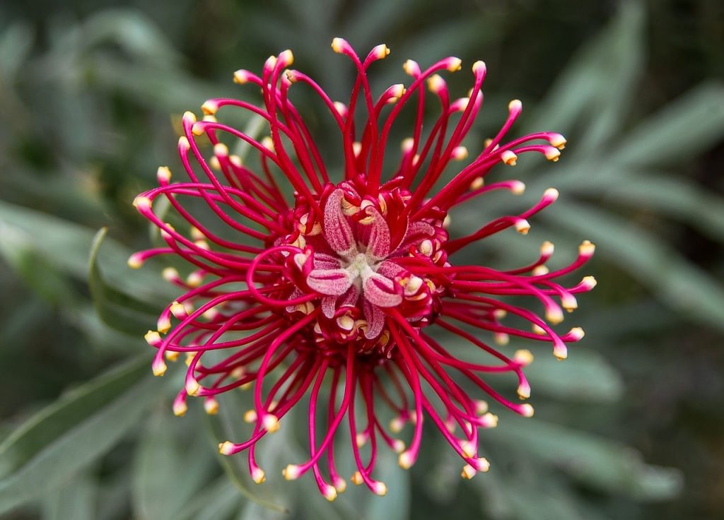 Grevillea flower in low maintenance garden