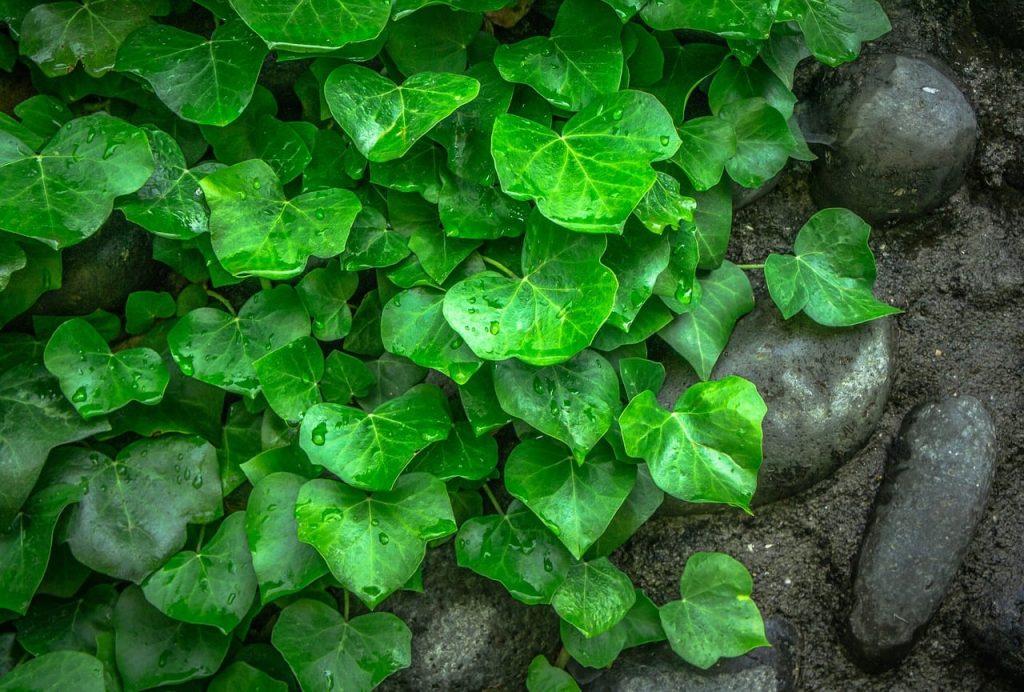 Ivy in low maintenance garden