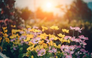 Summer Garden Maintenance Tips