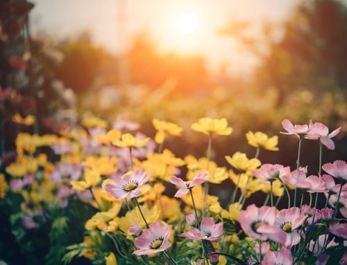 8 Summer Garden Maintenance Tips