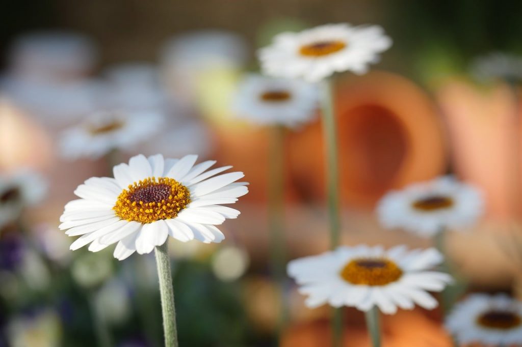 garden maintenance in NSW 2